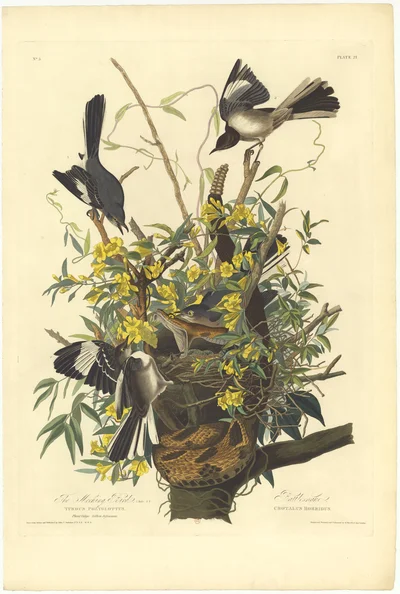 The Mocking Bird