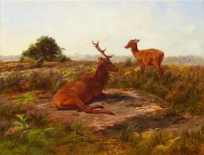 Red Stag and Doe in a Heathered Field