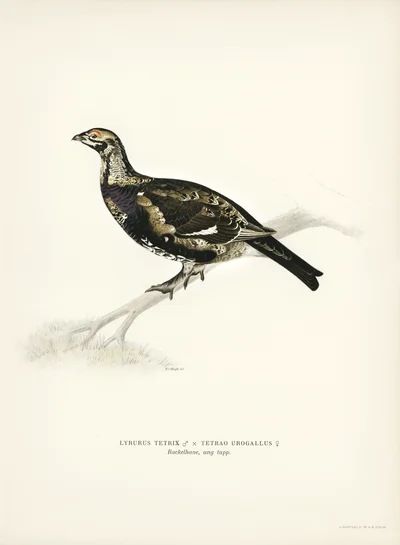 Hybrid Black Grouse and Capercaillie