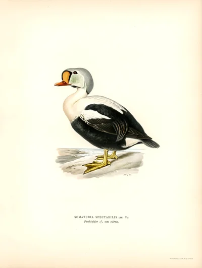 King Eider (Somateria spectabilis)