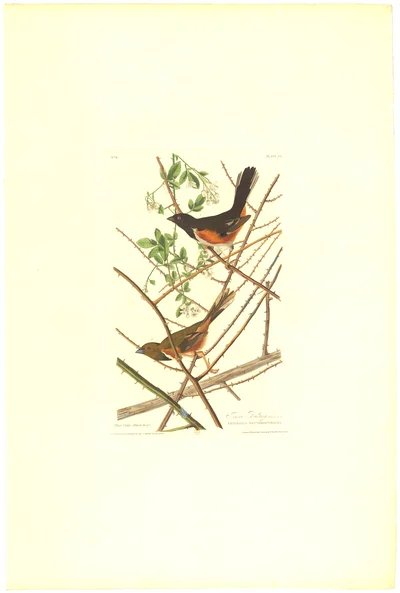 Towee Bunting (Eastern Towhee)