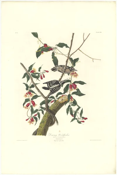 Downy Woodpecker (Picoides pubescens) on a Cross Vine