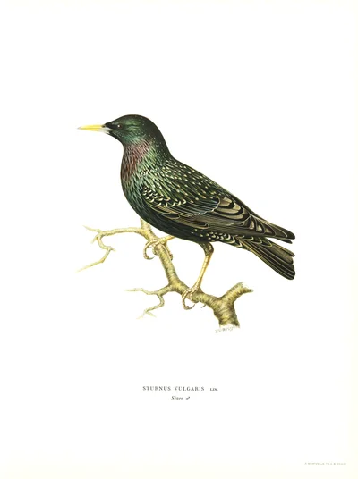 Illustration of a Common Starling (Sturnus Vulgaris)