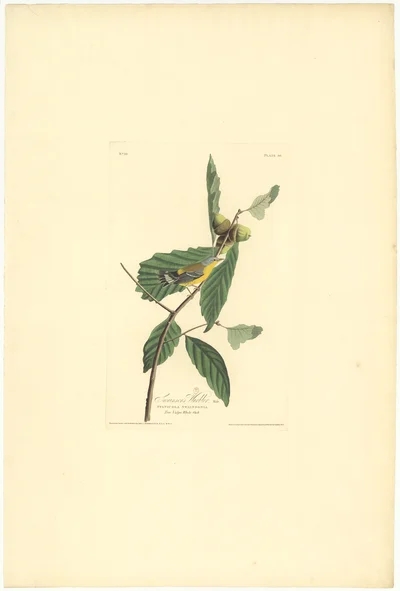 Swainson's Warbler, Plate 50