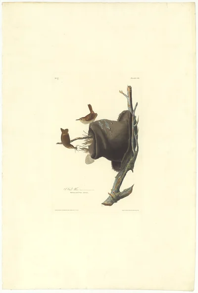 Wood Wren (House Wren), Plate 83