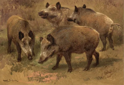 Four Boars in a Landscape
