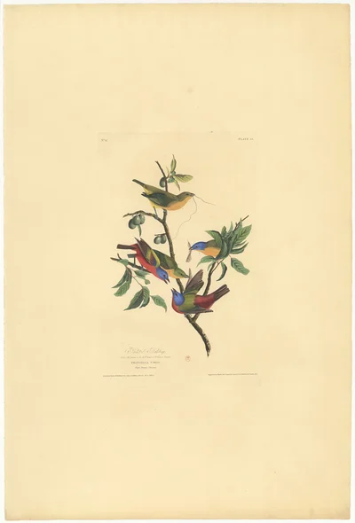 Painted Bunting