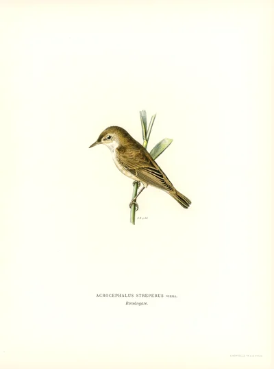 Eurasian Reed Warbler (Acrocephalus streperus)