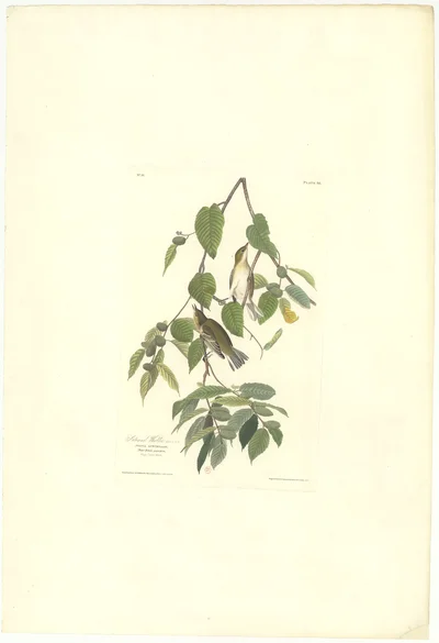 Autumnal Warbler (Sylvia Autumnalis) with White Canoe Birch (Betula papyrifera)