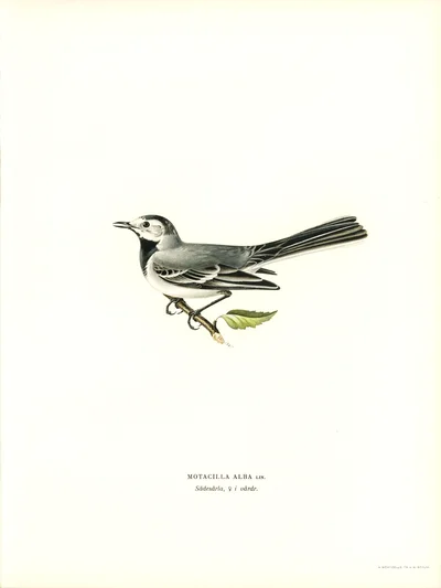 Motacilla Alba (White Wagtail)