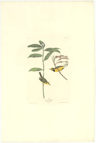 Hooded Warbler (Sylvia mitrata)
