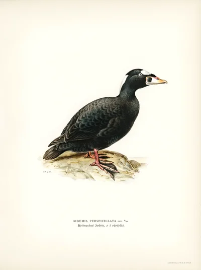 Surf Scoter (Oidemia perspicillata)