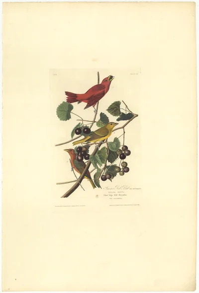 Summer Red Bird