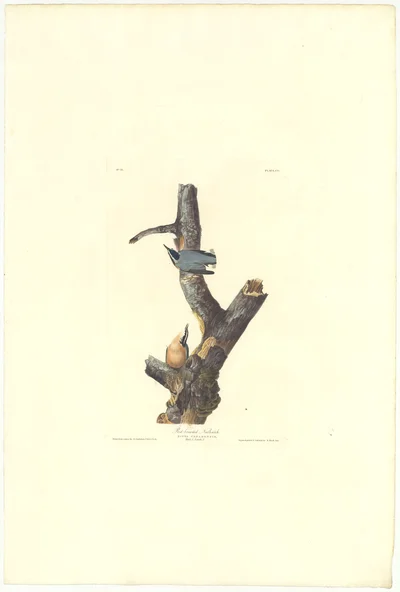 Red-breasted Nuthatch