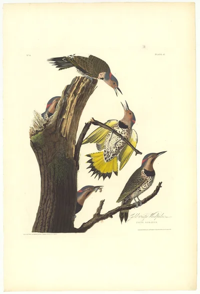 Gold-winged Woodpecker (Picus Auratus), Plate 37