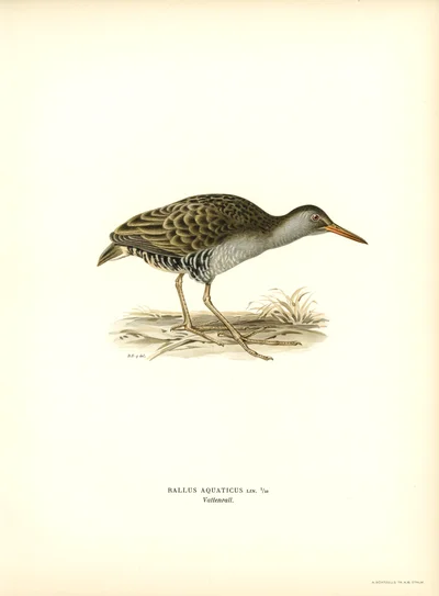 Rallus Aquaticus (Water Rail)