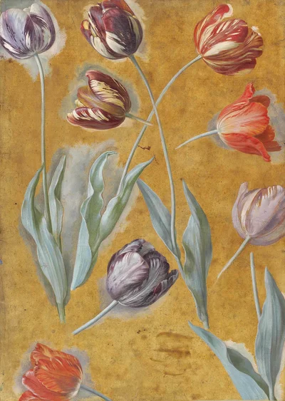 Study of Tulips