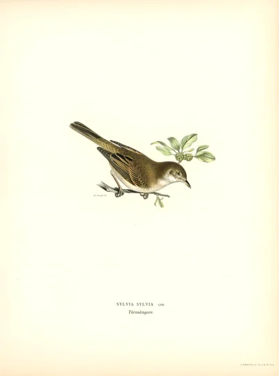Sylvia sylvia (Common Whitethroat)