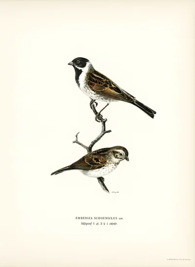 Reed Bunting (Emberiza Schoeniclus)
