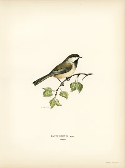 Siberian Tit (Parus cinctus)
