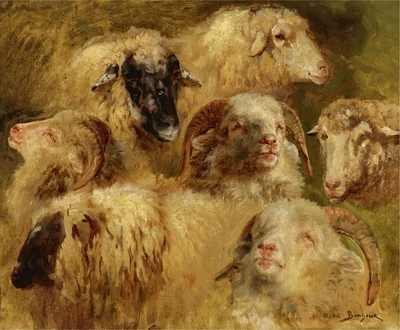 Heads of Sheep and Rams