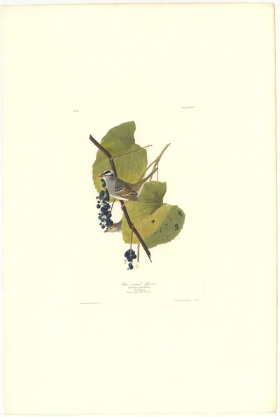 White-crowned Sparrow (Plate CXIV)