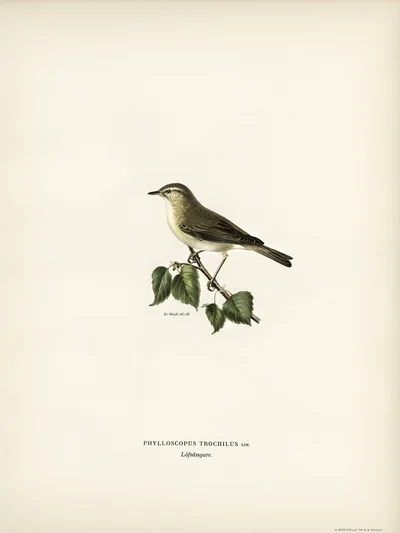 Willow Warbler (Phylloscopus trochilus)