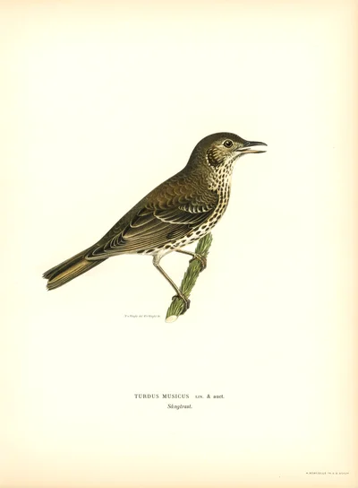Song Thrush (Turdus Musicus)