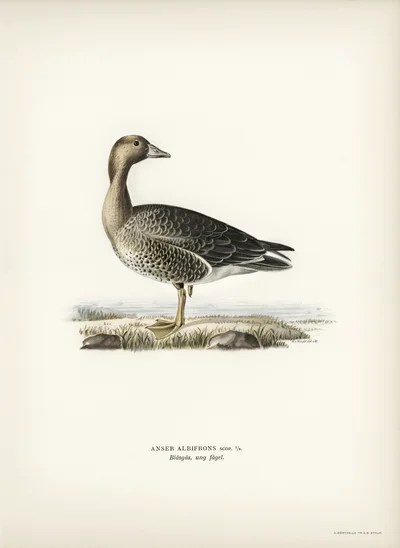 Illustration of a Greater White-fronted Goose