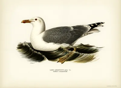 Herring Gull in Summer Plumage