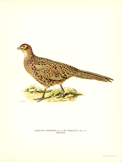 Female Pheasant (Fasanhöna) (Phasianus colchicus x Phasianus torquatus), Plate 4/10