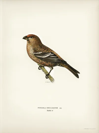 Pine Grosbeak (Pinicola Enucleator)