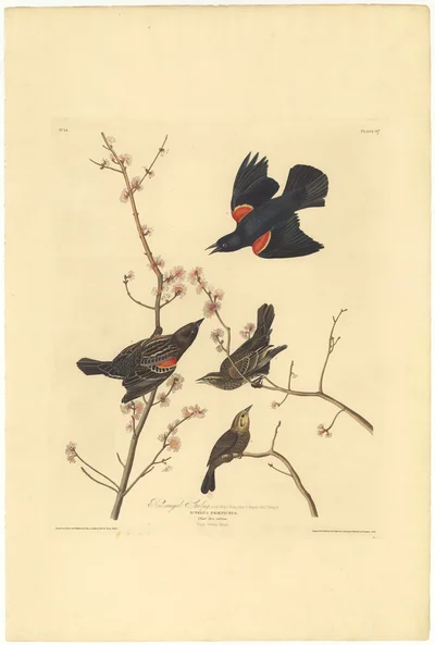 Red-winged Starling