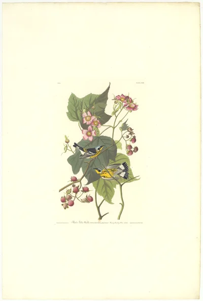 Black & Yellow Warbler (Sylvia maculosa) and Flowering Raspberry (Rubus odoratus), Plate CXXII
