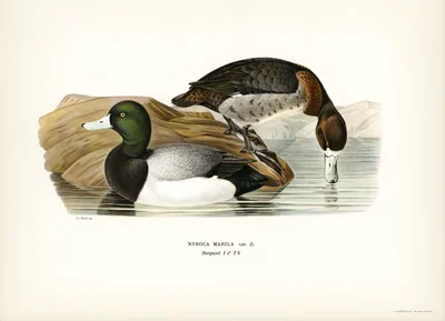 Nyroca Marila (Greater Scaup) - Illustration of Male and Female