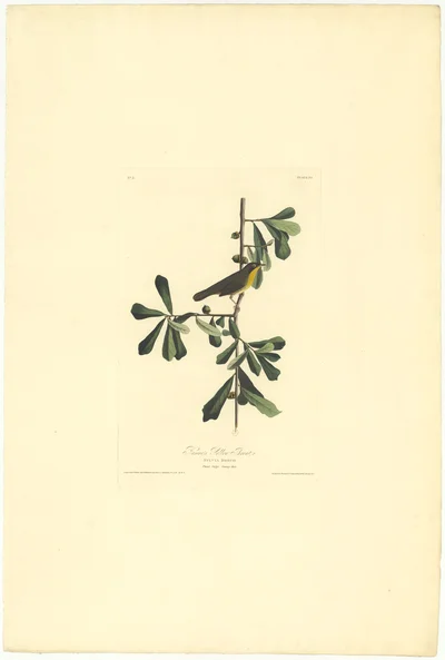 Roscoe's Yellow Throat