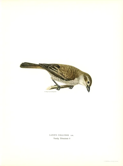Red-backed Shrike (Lanius collurio), Female