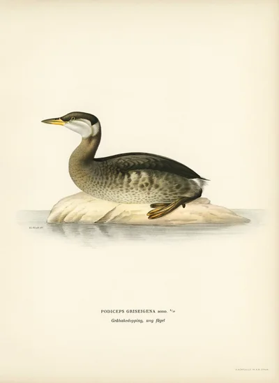 Red-necked Grebe (young bird)