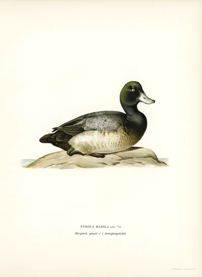Greater Scaup (Nyroca Marila)