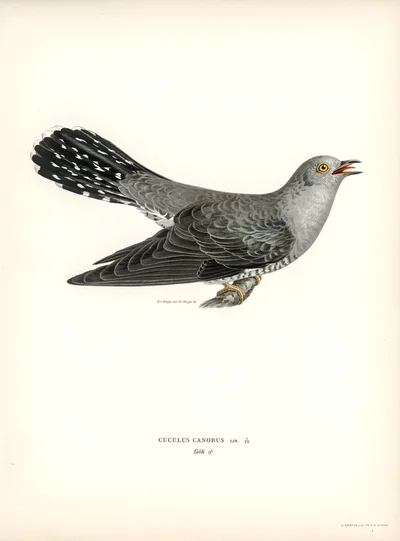 Common Cuckoo (Cuculus canorus)