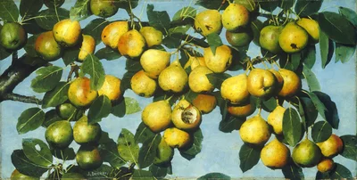 Ripening Pears