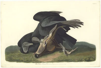 Black Vulture (Coragyps atratus)