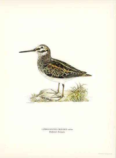Jack Snipe (Lymnocryptes minimus)