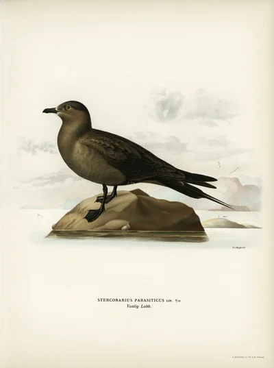 Parasitic Jaeger (Stercorarius parasiticus)