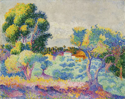 Eucalyptus and Olive Trees