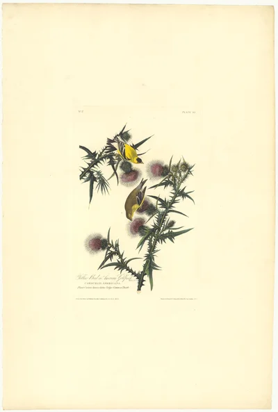 Yellow Bird or American Goldfinch