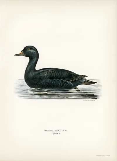 Common Scoter (Oidemia Nigra) Illustration