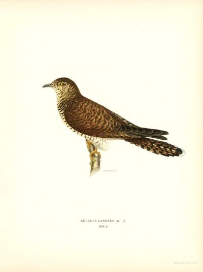 Common Cuckoo (Cuculus Canorus)