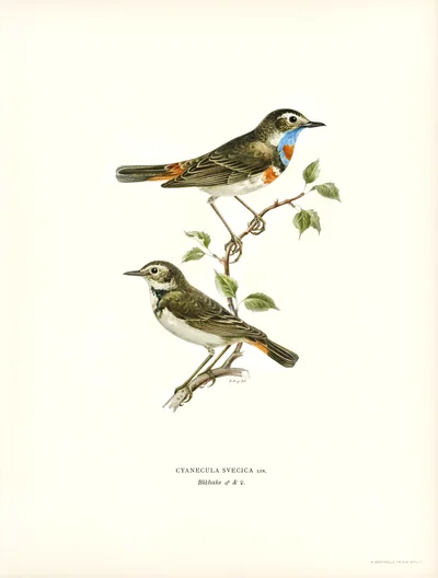 Bluethroat (Cyanecula svecica) Male and Female