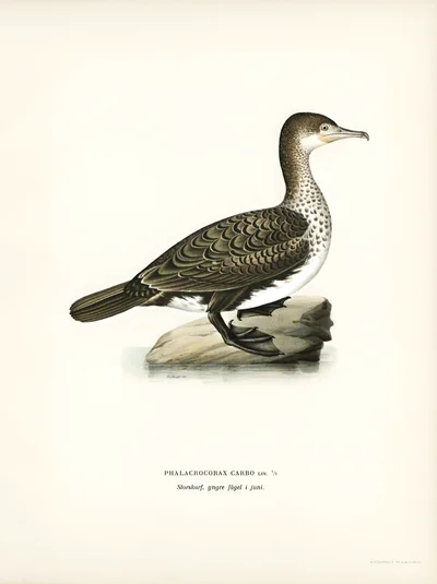 Great Cormorant, Young Bird (Phalacrocorax Carbo)